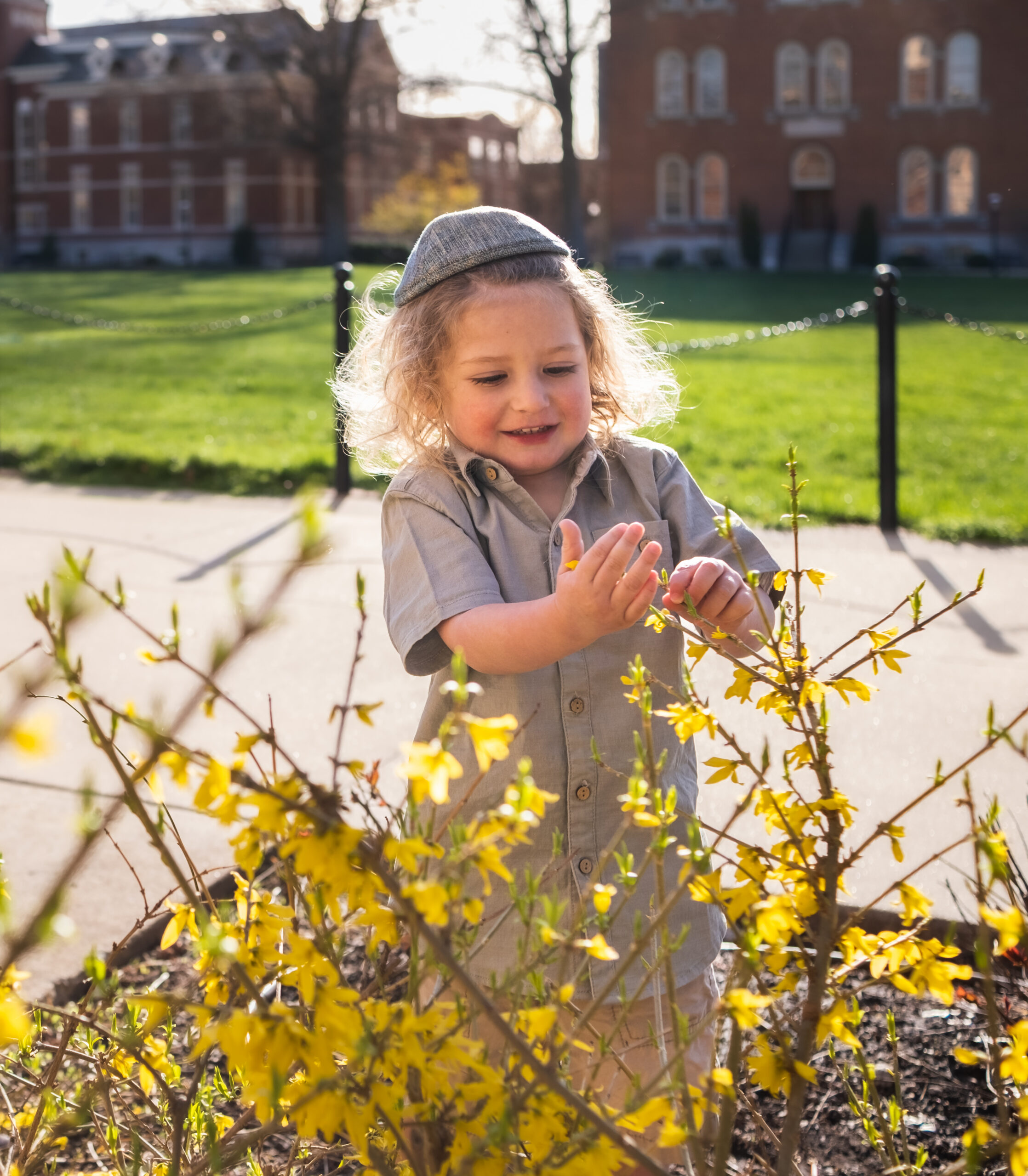 Cute toddler boy playing with flowers on blooming forsythia bush on sunny day in Midwest